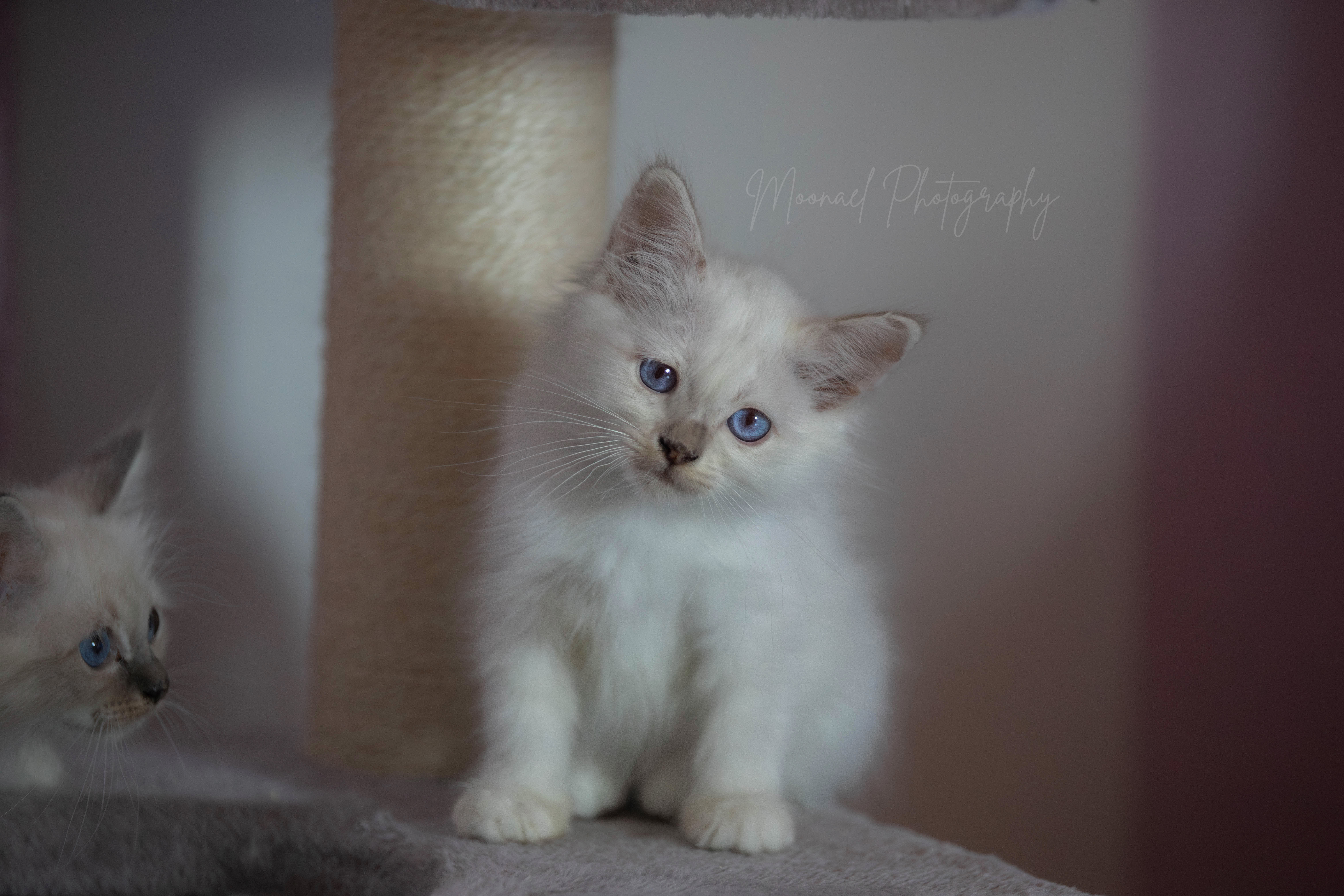 Photo de AÏKO CREAM TABBY